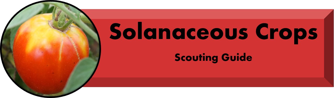 Solanaceous Scouting Guide