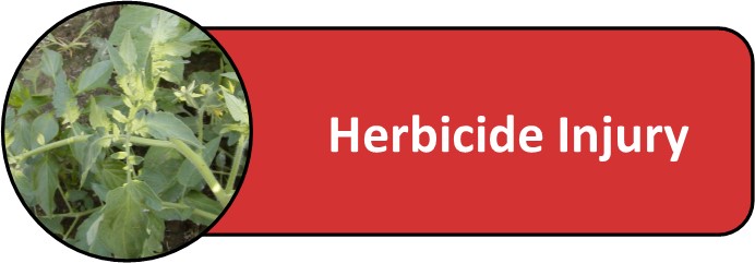 Herbicide injury